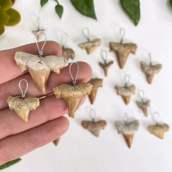 Shark Tooth Wire Wrapped Pendant