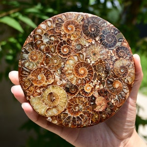 100G+ Natural Ammonite Fossil shell Plate Disk +Free Stand?Conch?Home Decor?Ornaments?Spiral shell Fossil?Fossil specimens?Reiki healing 1PC